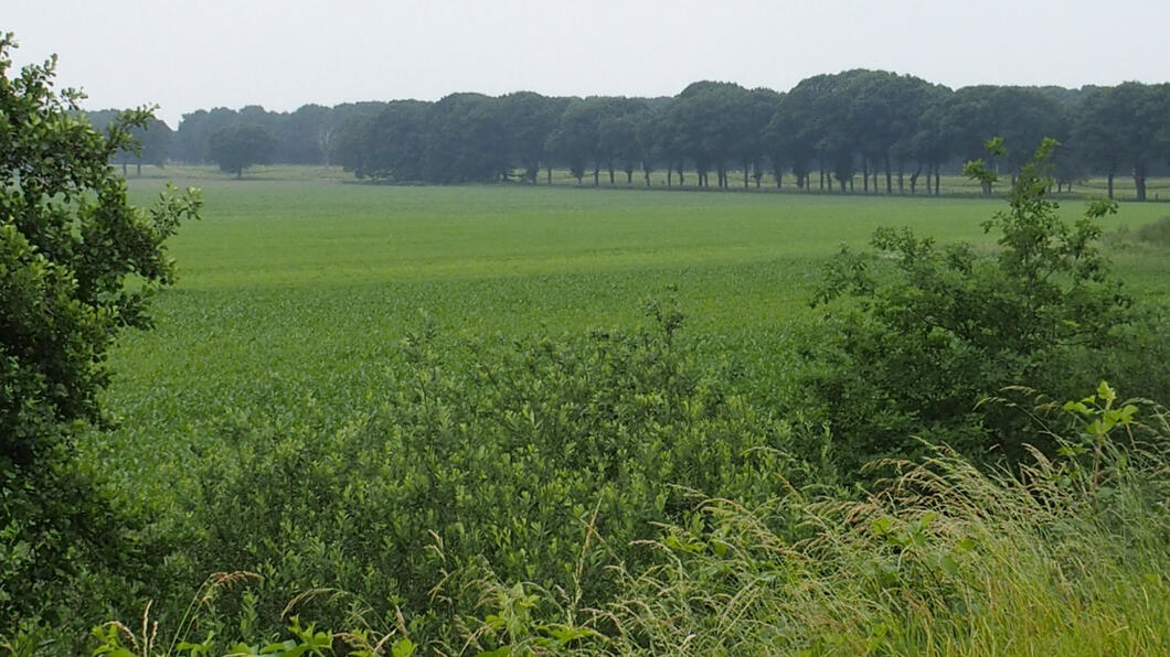 Baardwijkse Overlaat