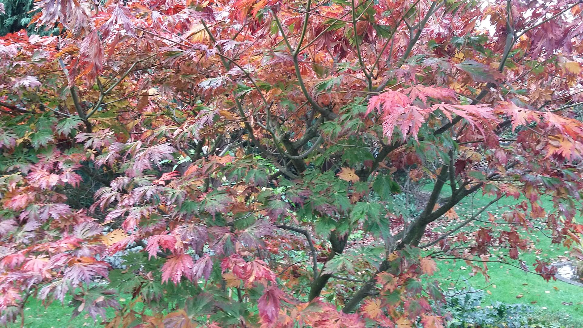 herfst